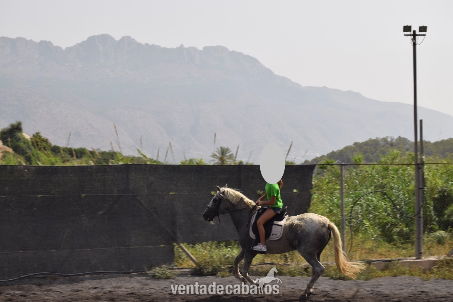 Yegua PRE 22 años - Caballos Pura Raza Española (P.R.E.) in 