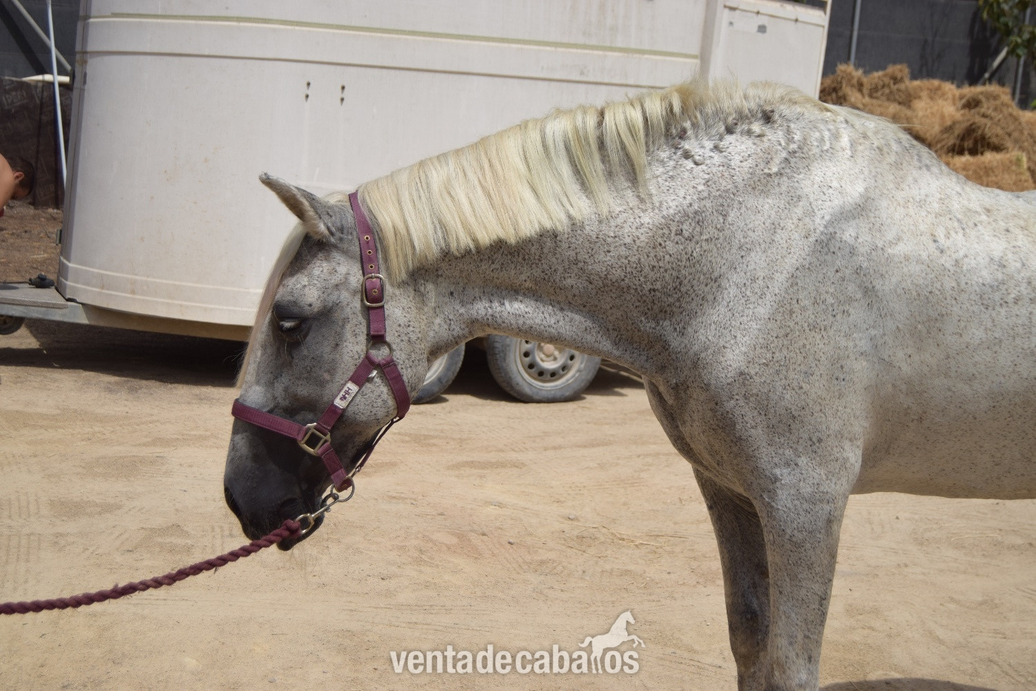 Caballos Pura Raza Española (P.R.E.) EMPTY - Yegua PRE 22 años