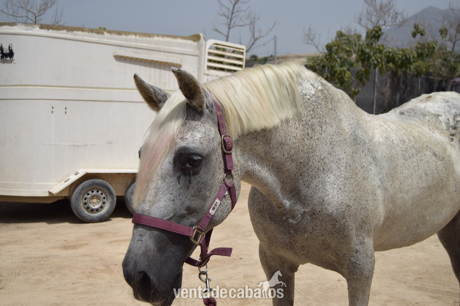 Yegua PRE 22 años - Caballos Pura Raza Española (P.R.E.) EMPTY
