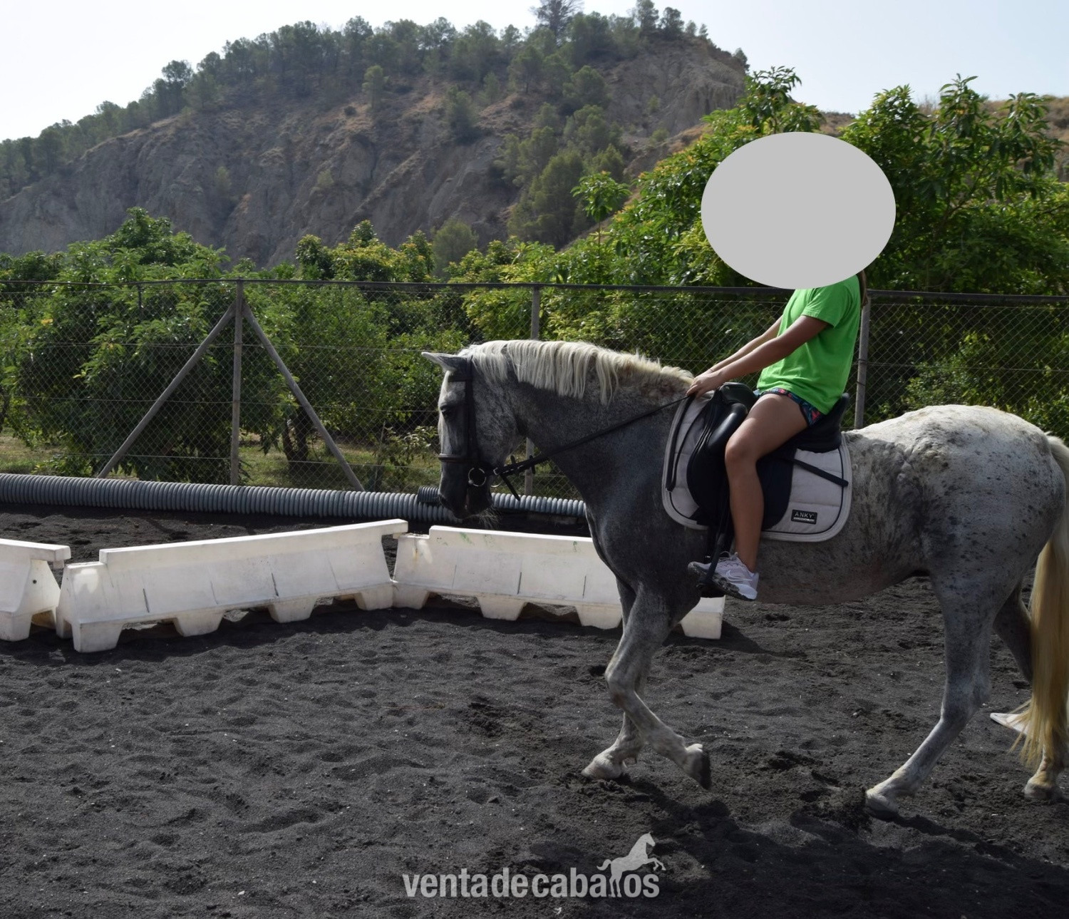 Yegua PRE 22 años - Caballos Pura Raza Española (P.R.E.)