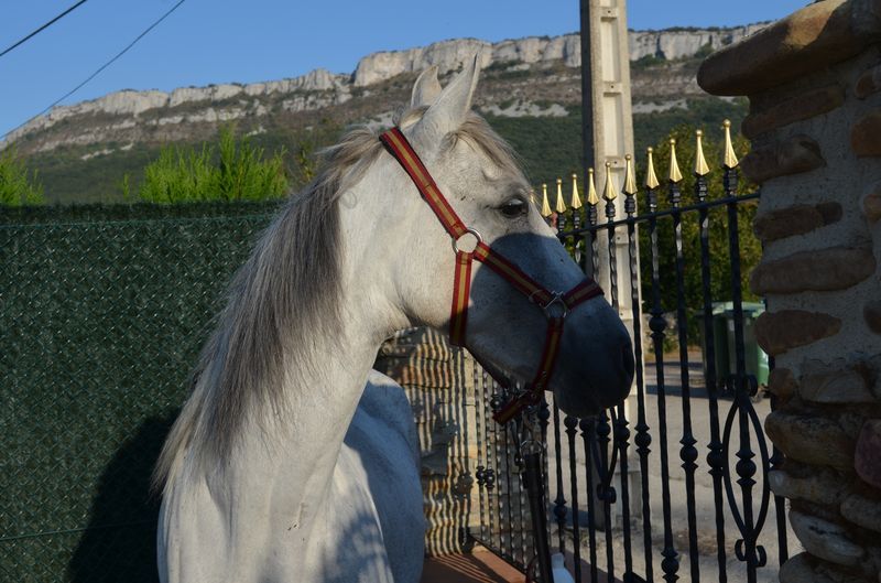 Cruzado {TYPE}
