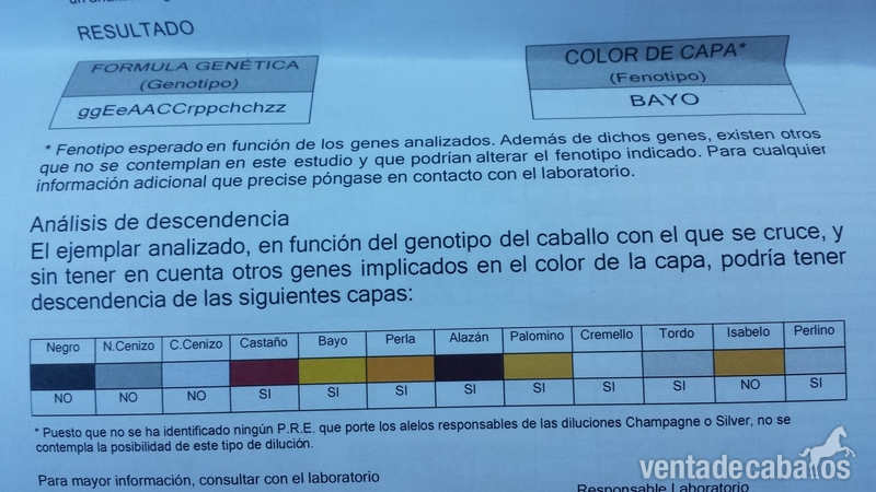 Caballos Pura Raza Española (P.R.E.) Pura Raza Española - JADE DE SYV  pre bayo con e pequeña dando capa