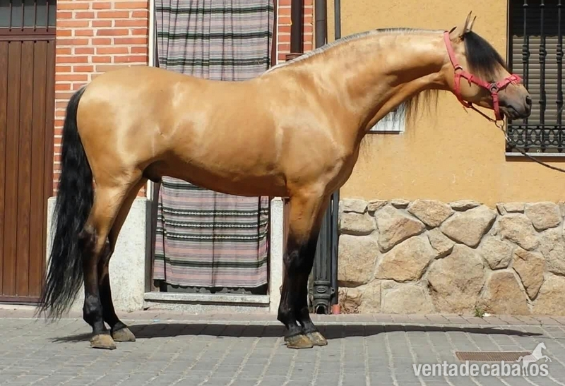 JADE DE SYV  pre bayo con e pequeña dando capa - Caballos Pura Raza Española (P.R.E.) Pura Raza Española