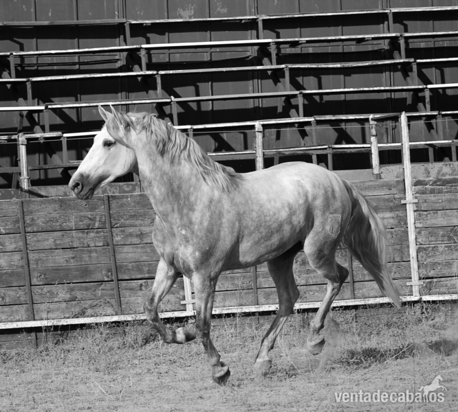 Caballos Pura Raza Española (P.R.E.) Pura Raza Española - Excelente potro de GRANDA de concursos