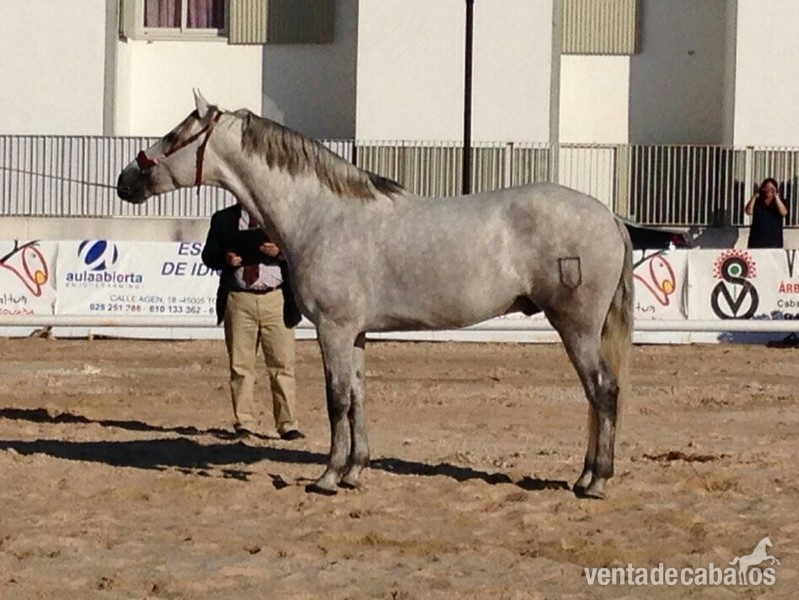 Excelente potro de GRANDA de concursos - Caballos Pura Raza Española (P.R.E.) Pura Raza Española