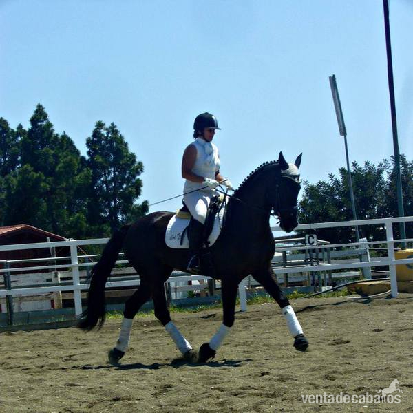 HISPANO HOLANDESA