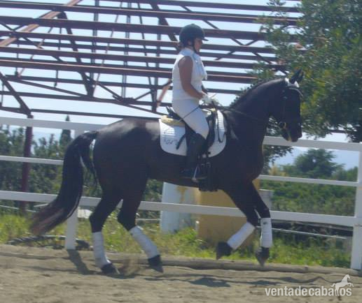 HISPANO HOLANDESA {TYPE}