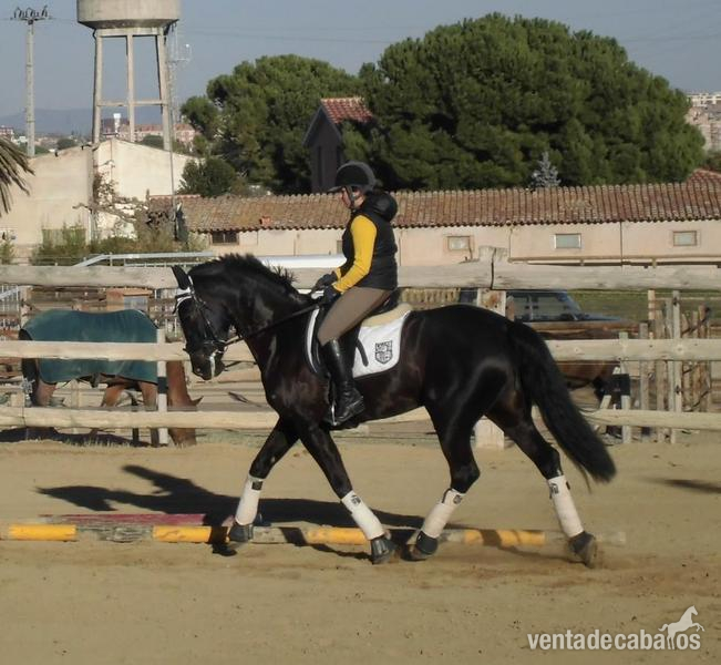 Yeguas HISPANO HOLANDESA - EN VENTA YEGUA CDE
