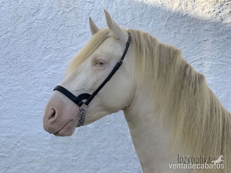 Cabezadas de presentación Lazypony\ Plain show halter for horses 