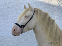 Cabezadas de presentación Lazypony\ Plain show halter for horses