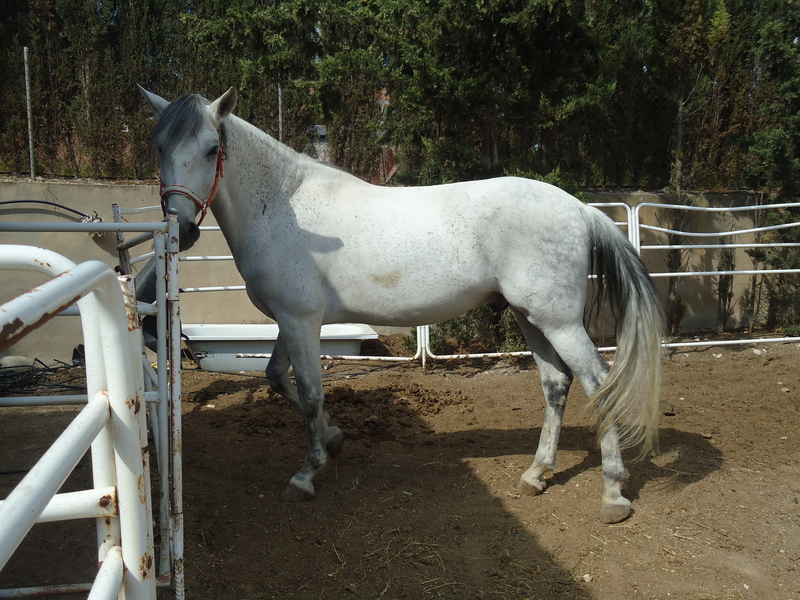 CABALLO PURA RAZA ESPAÑOLA in 
