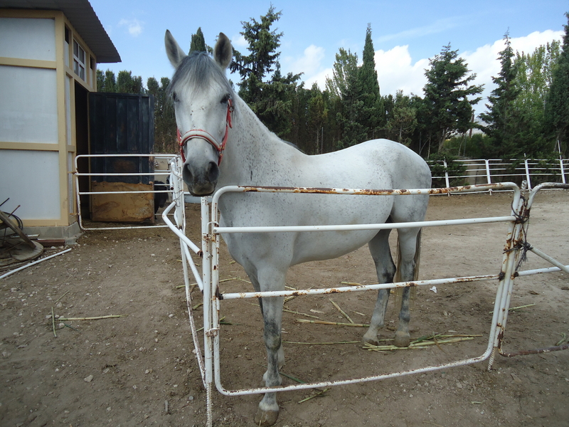 Pura Raza Española