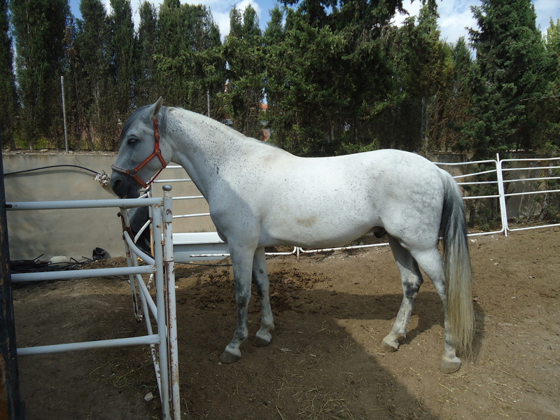 Caballos Pura Raza Española (P.R.E.) Pura Raza Española - CABALLO PURA RAZA ESPAÑOLA