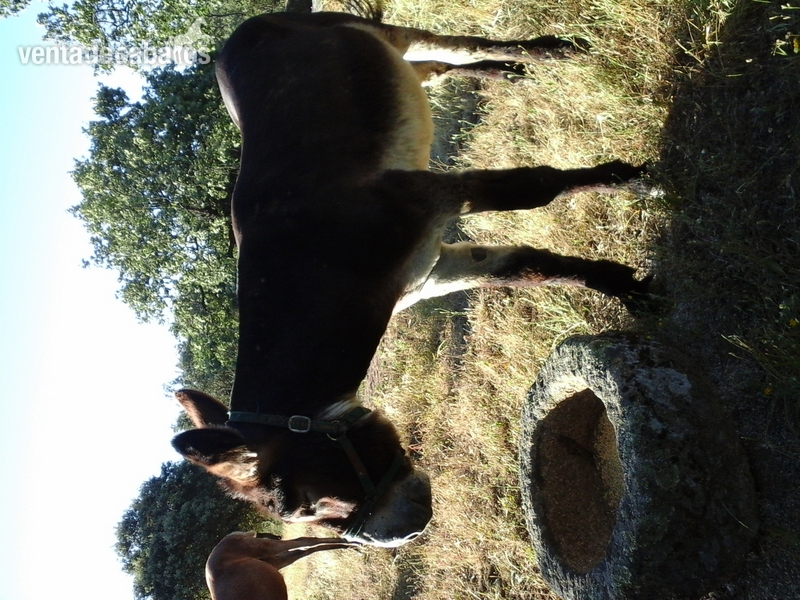 Burro negro manso in 