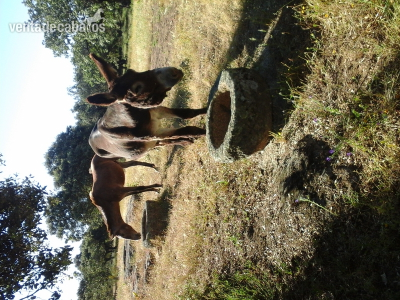 Andaluz