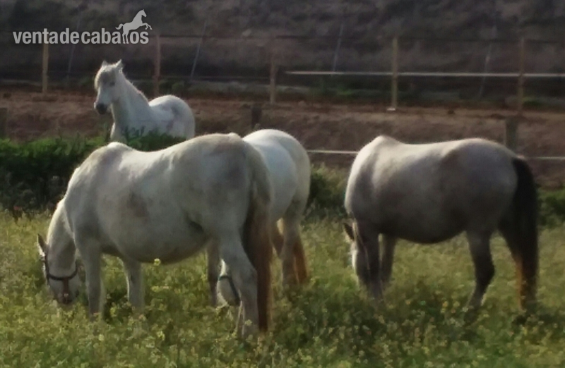 venta de yeguas y potras in 