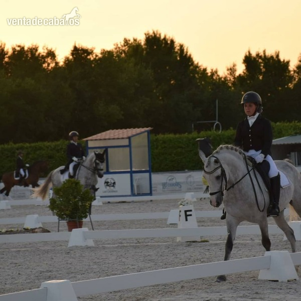 Pony D, muy domado para competición, carácter excepcional in 