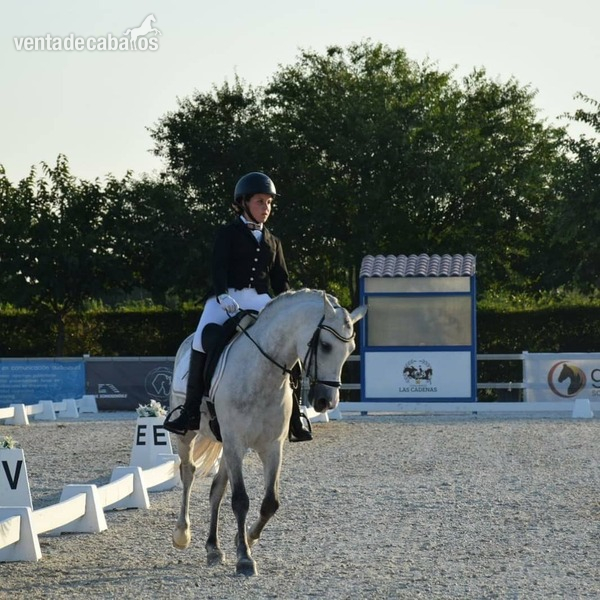 Ponis Pony Club Cruzado - Pony D, muy domado para competición, carácter excepcional