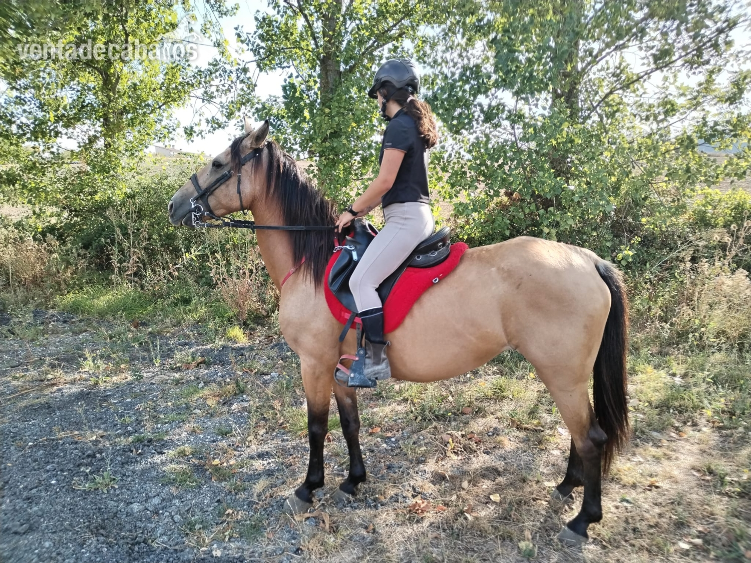Yegua perfecta para el campo in 