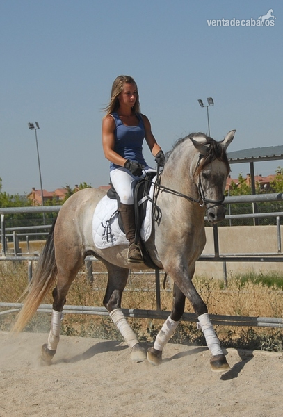 caballo PRE montado desde 2500€ in 