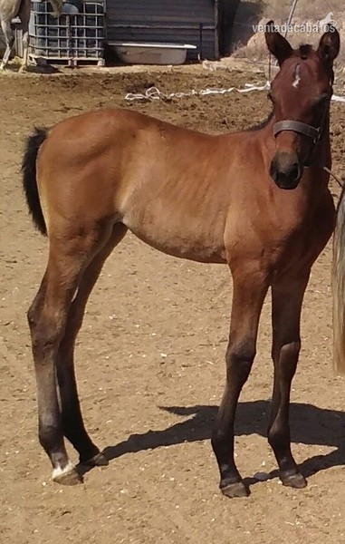 Andaluz