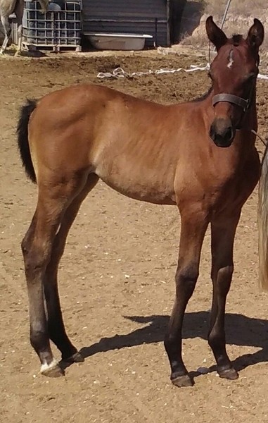 Andaluz