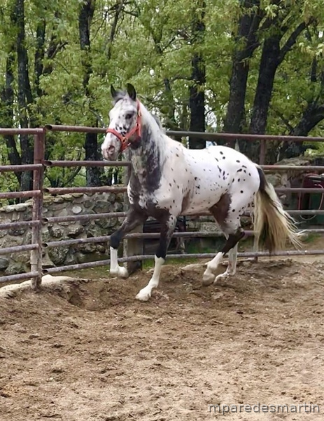 Potro appaloosa leopardo in 