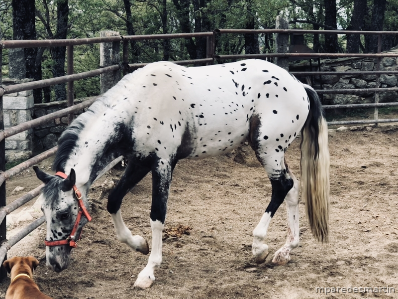 Appaloosa