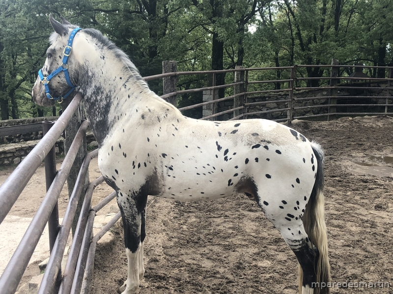 Appaloosa {TYPE}