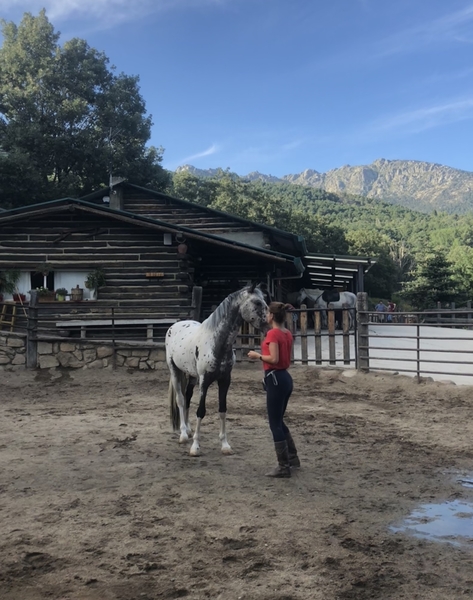 Potros Appaloosa - Potro appaloosa leopardo