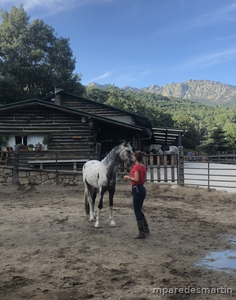 Potros Appaloosa - Potro appaloosa leopardo