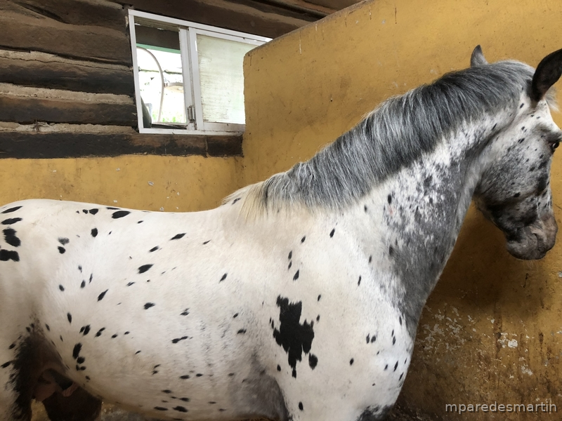 Potro appaloosa leopardo - Potros Appaloosa