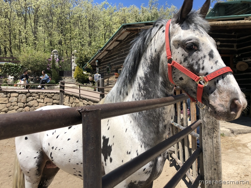 Potro appaloosa leopardo - Appaloosa