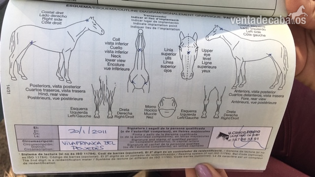 Vendo caballo castrado in 