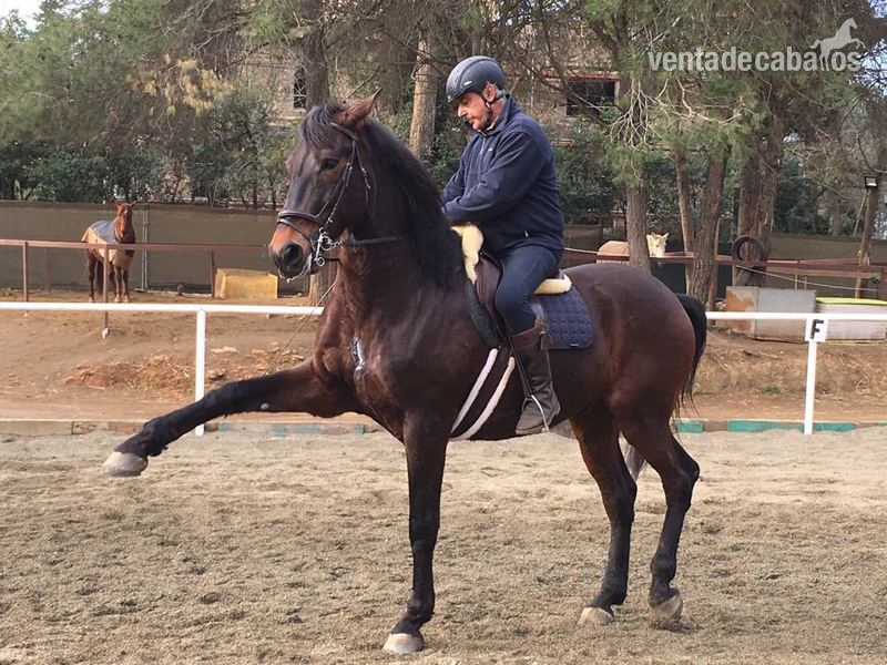 Cruzado con Hanoveriano