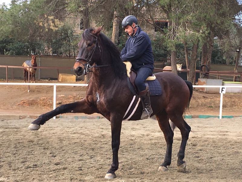 Cruzado con Hanoveriano