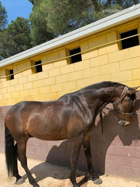 Cruzado con Hanoveriano {TYPE}