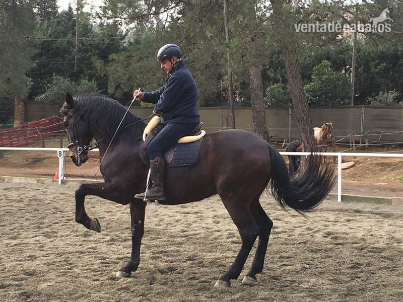 Caballos Capados Cruzado con Hanoveriano - Vendo caballo castrado