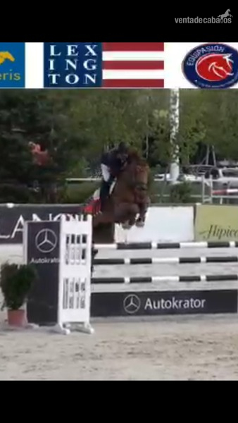 CABALLO DE SALTO  in 