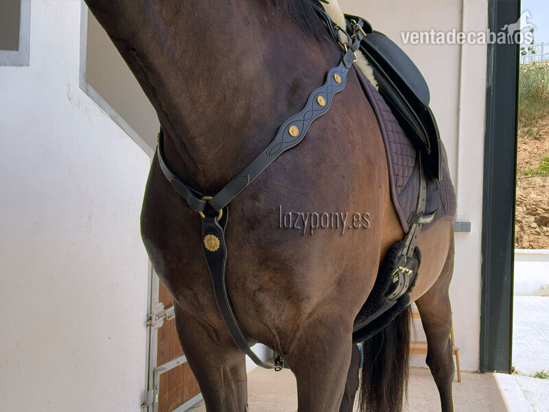 Artículos de hípica - Portuguese Breastplate Lazypony in 