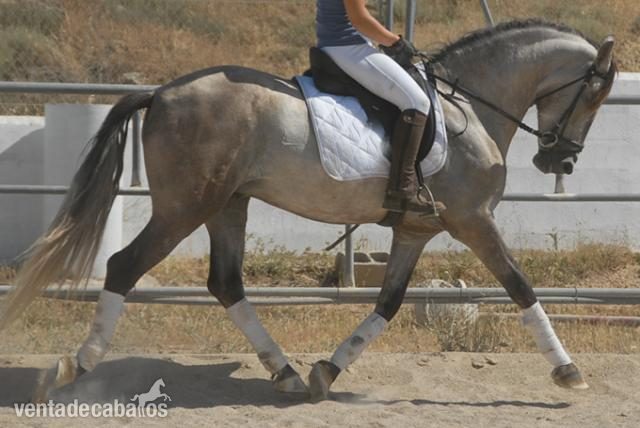 Caballo montado/domado PRE  in 