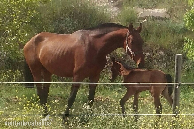 Andaluz