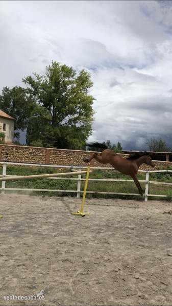PONY D ÁRABE  in 