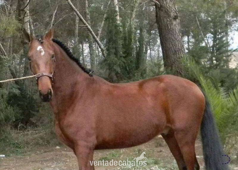 Balu NG, PRE, Castaño in 