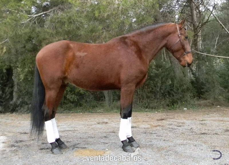 Caballos Pura Raza Española (P.R.E.) Pura Raza Española - Balu NG, PRE, Castaño