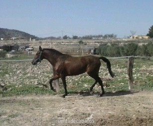 Andaluz