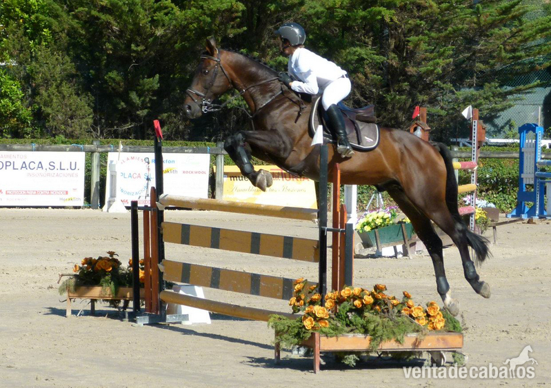 Caballo de salto in 