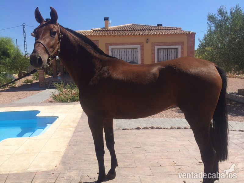 Andaluz