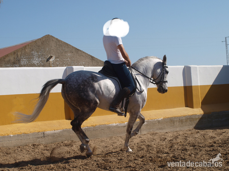 Vendo caballo tordo in 