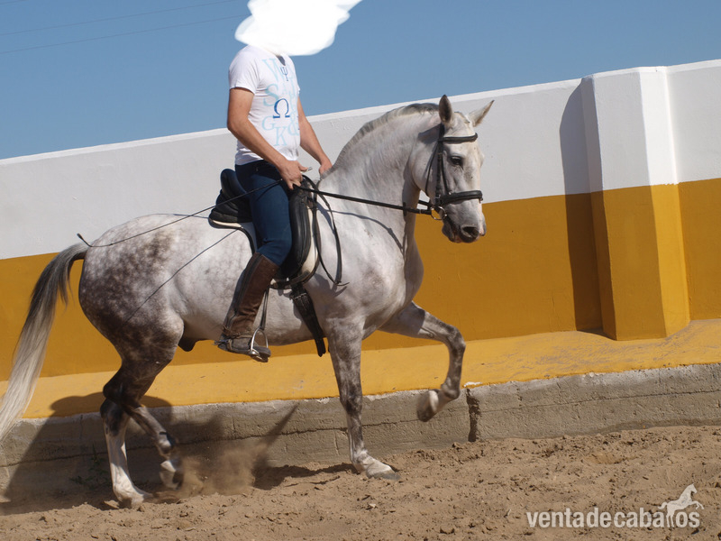 Cruzado  {TYPE}